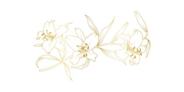 Beyaz arka planda izole edilmiş altın zambak çizgisi. Davetiye, düğün, duvar kağıdı, baskı şablonu, vektör illüstrasyonu için çiçek tasarımı unsurları.