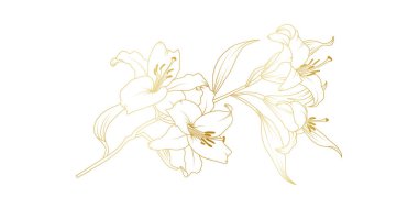 Beyaz arka planda izole edilmiş altın zambak çizgisi. Davetiye, düğün, duvar kağıdı, baskı şablonu, vektör illüstrasyonu için çiçek tasarımı unsurları.