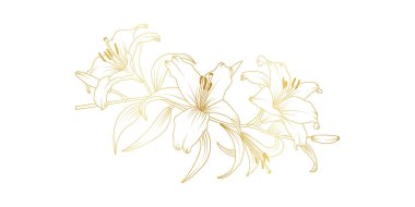 Beyaz arka planda izole edilmiş altın zambak çizgisi. Davetiye, düğün, duvar kağıdı, baskı şablonu, vektör illüstrasyonu için çiçek tasarımı unsurları.