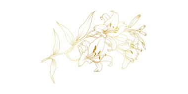 Beyaz arka planda izole edilmiş altın zambak çizgisi. Davetiye, düğün, duvar kağıdı, baskı şablonu, vektör illüstrasyonu için çiçek tasarımı unsurları.