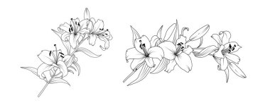 Beyaz arka planda Lily çiçek aranjmanı çizimi. Siluet zambakları düğün için botanik el çizimi ögesi, davetiye çerçevesi tasarımı, vektör illüstrasyonu.