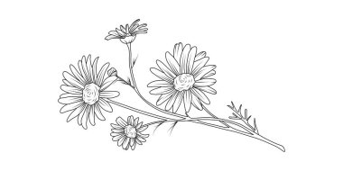 Beyaz arka planda Daisy çiçek aranjmanı çizimi. Düğün için siluet botanik el çizimi ögesi, davet çerçevesi tasarımı, vektör illüstrasyonu.