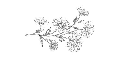 Beyaz arka planda Daisy çiçek aranjmanı çizimi. Düğün için siluet botanik el çizimi ögesi, davet çerçevesi tasarımı, vektör illüstrasyonu.