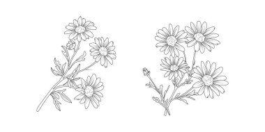 Beyaz arka planda Daisy çiçek aranjmanı çizimi. Düğün için siluet botanik el çizimi ögesi, davet çerçevesi tasarımı, vektör illüstrasyonu.