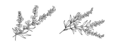 Beyaz arka planda lavanta çiçeği düzenleme çizgisi. Düğün için siluet botanik el çizimi ögesi, davet çerçevesi tasarımı, vektör illüstrasyonu.