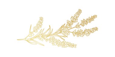 Altın Lavanta çiçekleri beyaz arka planda izole edilmiş. Davetiye, düğün, duvar kağıdı, baskı şablonu, vektör illüstrasyonu için lüks Lavanta desenli çiçek tasarımı unsurları.