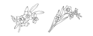 Beyaz arka planda Narcissus çiçek buket düzenleme hattı sanatı. Siluet Daffodil botanik el çizimi ögesi düğün, davetiye çerçevesi tasarımı, vektör illüstrasyonu.