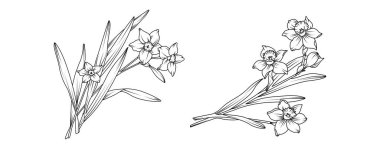 Beyaz arka planda Narcissus çiçek buket düzenleme hattı sanatı. Siluet Daffodil botanik el çizimi ögesi düğün, davetiye çerçevesi tasarımı, vektör illüstrasyonu.