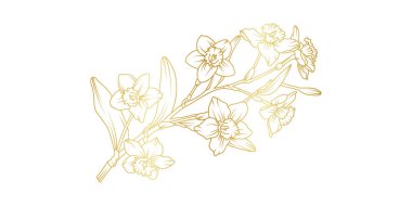 Narcissus zambak çiçekleri beyaz arka planda izole edilmiş. Davetiye, düğün, duvar kağıdı, baskı şablonu, vektör illüstrasyonu için lüks nergis çiçekli altın tasarım unsurları.