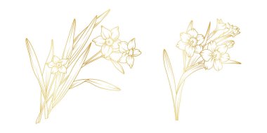 Narcissus zambak çiçekleri beyaz arka planda izole edilmiş. Davetiye, düğün, duvar kağıdı, baskı şablonu, vektör illüstrasyonu için lüks nergis çiçekli altın tasarım unsurları.