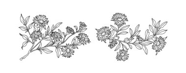 Beyaz arka planda Aster çiçek düzenleme çizgisi. Düğün için siluet botanik el çizimi ögesi, davet çerçevesi tasarımı, vektör illüstrasyonu.