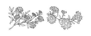 Beyaz arka planda Aster çiçek düzenleme çizgisi. Düğün için siluet botanik el çizimi ögesi, davet çerçevesi tasarımı, vektör illüstrasyonu.