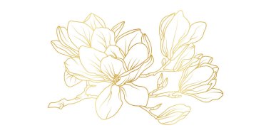 Altın manolya çiçekleri beyaz arka planda izole edilmiş. Davetiye, düğün, duvar kağıdı, baskı şablonu, vektör illüstrasyonu için lüks manolya çiçek tasarımı unsurları.