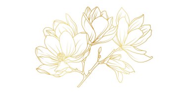 Altın manolya çiçekleri beyaz arka planda izole edilmiş. Davetiye, düğün, duvar kağıdı, baskı şablonu, vektör illüstrasyonu için lüks manolya çiçek tasarımı unsurları.