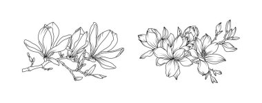 Magnolia çiçek aranjmanı beyaz arka planda. Siluet manolya botanik el çizimi unsuru düğün, davetiye çerçevesi tasarımı, vektör illüstrasyonu.