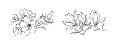 Magnolia çiçek aranjmanı beyaz arka planda. Siluet manolya botanik el çizimi unsuru düğün, davetiye çerçevesi tasarımı, vektör illüstrasyonu.