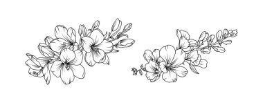 Beyaz arka planda Freesia çiçek aranjmanı sanatı. Düğün için siluet frezya botanik el çizimi ögesi, davetiye çerçevesi tasarımı, vektör illüstrasyonu.