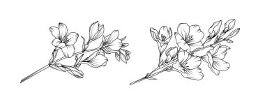 Beyaz arka planda Freesia çiçek aranjmanı sanatı. Düğün için siluet frezya botanik el çizimi ögesi, davetiye çerçevesi tasarımı, vektör illüstrasyonu.