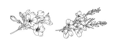 Beyaz arka planda Freesia çiçek aranjmanı sanatı. Düğün için siluet frezya botanik el çizimi ögesi, davetiye çerçevesi tasarımı, vektör illüstrasyonu.