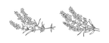 Beyaz arka planda lavanta çiçeği düzenleme çizgisi. Düğün için siluet botanik el çizimi ögesi, davet çerçevesi tasarımı, vektör illüstrasyonu.