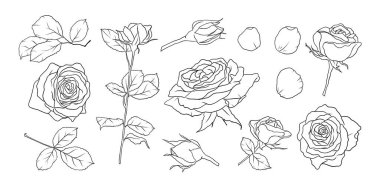 Çiçek desenli el çizimi sanat çizimi. Çiçeksel botanik elementler. Doğa ana hatları ve çizim tarzı..