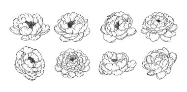 El çizimi şakayık çiçek çizimi. Botanik çiçek tasarımı, dövme düğün davetiyeleri. Dijital baskı kalıpları ve markalaşma..