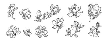 Magnolia çiçek aranjmanı beyaz arka planda. Siluet manolya botanik el çizimi unsuru düğün, davetiye çerçevesi tasarımı, vektör illüstrasyonu.