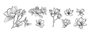 Magnolia çiçek aranjmanı beyaz arka planda. Siluet manolya botanik el çizimi unsuru düğün, davetiye çerçevesi tasarımı, vektör illüstrasyonu.