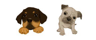 Tatlı ve ilginç ifadeli şirin köpek yavrularının suluboya çizimi. Tebrik kartları, çocuklar için dekorasyon ve hayvan tasarımı için elle boyanmış hayvan resimleri..
