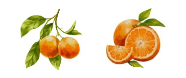 Olgun portakal meyvesinin suluboya vektör illüstrasyonunu dilimlenmiş ve yapraklı dalla. Citrus el, paketleme etiketi mutfak baskısı ve organik gıda tasarımı için botanik element çizdi.