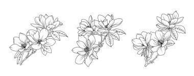 Magnolia çiçek aranjmanı beyaz arka planda. Siluet manolya botanik el çizimi unsuru düğün, davetiye çerçevesi tasarımı, vektör illüstrasyonu.