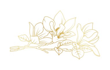 Altın manolya çiçekleri beyaz arka planda izole edilmiş. Davetiye, düğün, duvar kağıdı, baskı şablonu, vektör illüstrasyonu için lüks manolya çiçek tasarımı unsurları.