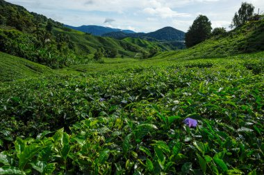 Tanah Rata 'da çay çiftliği, Pahang' da Cameron Highlands, Malezya
