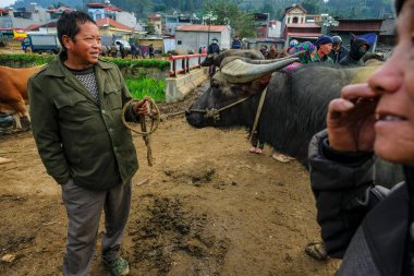 Bac Ha, Vietnam - 18 Aralık 2022: Vietnam 'daki Bac Ha pazarında bufalo satan bir adam.