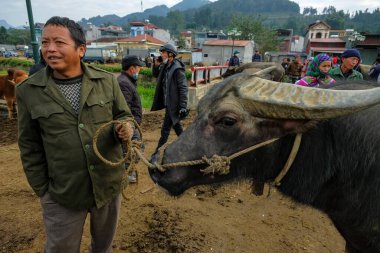Bac Ha, Vietnam - 18 Aralık 2022: Vietnam 'daki Bac Ha pazarında bufalo satan bir adam.