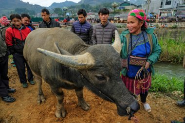 Bac Ha, Vietnam - 18 Aralık 2022: Vietnam 'daki Bac Ha pazarında bufalo satan bir kadın.