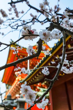 Tokyo, Japonya - 7 Mart 2023: Chiyoda, Tokyo, Japonya 'daki Kanda Myojin Tapınağı' nda kiraz çiçeği.