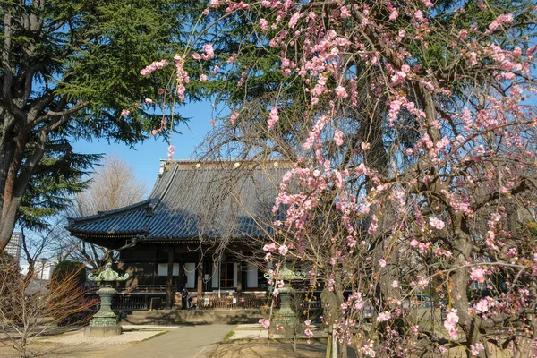 Tokio Japan Maart 2023 Kaneiji Een Boeddhistische Tempel Gelegen Ueno — Stockfoto