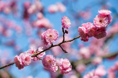 Tokyo, Japonya 'da bir bahçede kırmızı erik çiçek açar..