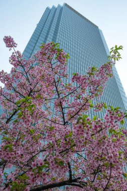 Chiyoda, Tokyo, Japonya 'da arka planda gökdelen olan kiraz çiçekleri.
