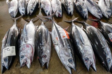 Nachikatsuura, Japonya - 19 Mart 2023: Japonya 'nın Kii Yarımadası' ndaki Nachikatsuura 'daki ton balığı pazarında ton balığı.