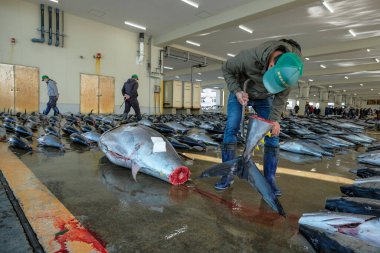 Nachikatsuura, Japonya - 19 Mart 2023: Japonya 'nın Kii Yarımadası' ndaki Nachikatsuura 'daki ton balığı pazar müzayedesinde alıcılar.