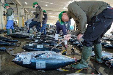 Nachikatsuura, Japonya - 19 Mart 2023: Japonya 'nın Kii Yarımadası' ndaki Nachikatsuura 'daki ton balığı pazar müzayedesinde alıcılar.