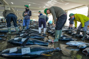 Nachikatsuura, Japonya - 19 Mart 2023: Japonya 'nın Kii Yarımadası' ndaki Nachikatsuura 'daki ton balığı pazar müzayedesinde alıcılar.