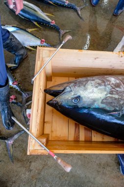 Nachikatsuura, Japonya - 19 Mart 2023: Japonya 'nın Kii Yarımadası' ndaki Nachikatsuura 'daki ton balığı pazarında ton balığı.