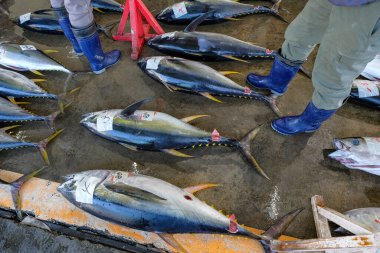 Nachikatsuura, Japonya - 19 Mart 2023: Japonya 'nın Kii Yarımadası' ndaki Nachikatsuura 'daki ton balığı pazarında ton balığı.