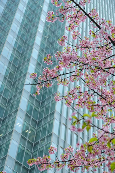 Chiyoda Tokyo Japonya Arka Planda Gökdelen Olan Kiraz Çiçekleri — Stok fotoğraf