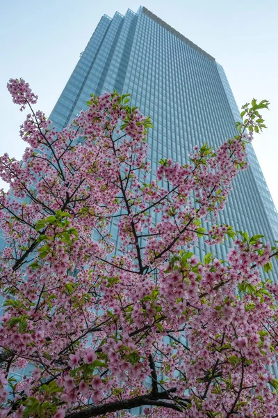 Flor Cerezo Con Rascacielos Fondo Chiyoda Tokio Japón —  Fotos de Stock