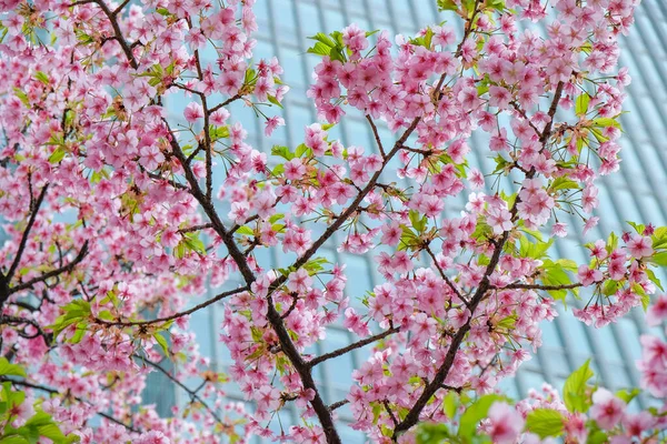 Flor Cerejeira Com Arranha Céu Fundo Chiyoda Tóquio Japão — Fotografia de Stock