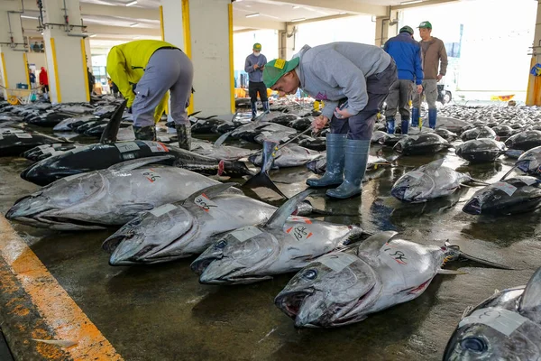 stock image Nachikatsuura, Japan - March 19, 2023: Buyers inspecting tuna at the tuna market auction in Nachikatsuura on the Kii Peninsula, Japan.